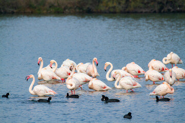 flamingo valleys of Comacchio adriatic sea po delta regional park