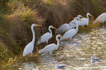 Wall Mural - white heron valleys of Comacchio adriatic sea po delta regional park