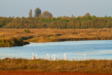 valleys of Comacchio adriatic sea po delta regional park