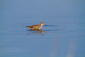 Sticker - pantana marsh bird po delta regional park comacchio iitaly