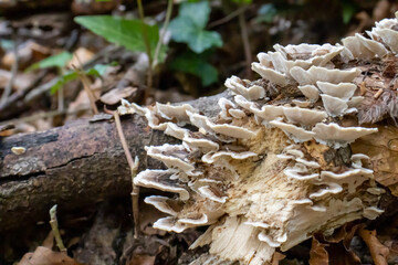 white woody mushroom, mushrooms coming out of a tree trunk in the forest