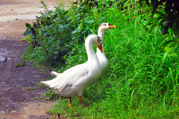 white goose on the grass