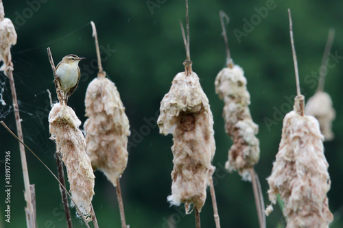 Cuadros en Lienzo Sedge warbler. Bird in spring. Acrocephalus schoenobaenus