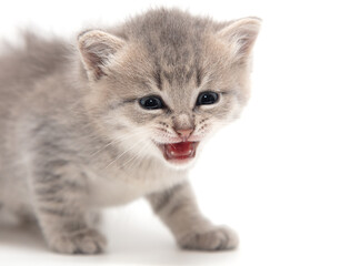 Portrait of a little kitten isolated on a white