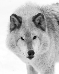 Wall Mural - Black and white staring Grey Wolf extreme close up portrait