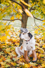 Big Saint Bernard Dog In Boots Sits Under A Tree In An Autumn City Park