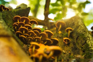 Wall Mural - Group of mushroom on tree trunk in autumn forest