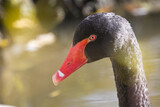 Fototapeta Nowy Jork - black swan portrait