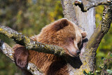 Fototapeta Nowy Jork - Brown bear chilling on tree