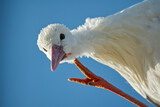 Fototapeta Nowy Jork - stork looking down to say hi