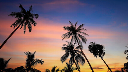 Wall Mural - silhouette of palm trees with sunset sky background,summer mood