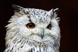 Fototapeta Nowy Jork - mindful owl animal portrait