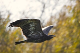 Fototapeta Nowy Jork - Eagle flying before yellow trees