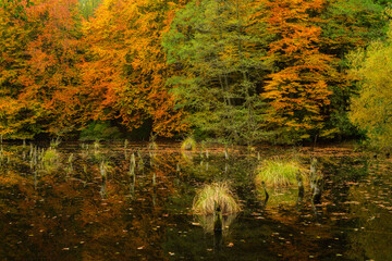 Wall Mural - Dead tree trunks in Hubertlaki Lake , Hungary