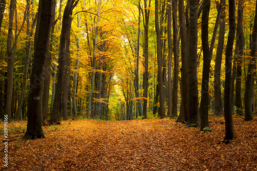 Dekoracja na wymiar  droga-w-pieknym-kolorowym-jesiennym-lesie-na-wegrzech
