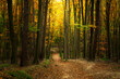 © Creaturart - Road in the beautiful colorful autumn forest in Hungary