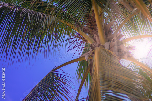 Obraz Dibond Palm tree on blue sky background on sunny day close up