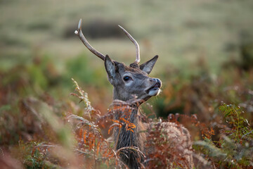 Wall Mural - beautiful image of red deer stag in vibrant golds and browns of autumn fall landscape forest