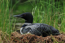 Loon Sitting On Its Nest