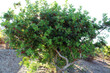 Arbusto di Pistacia lentiscus Lentisco contorto