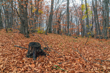 Wall Mural - Old tree stump in autumn forest