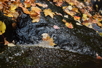 Poster - Waterfall in Autumn