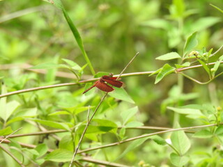 red dragonfly longs for family