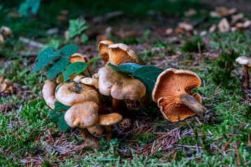 False Chantarelle Group