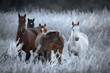 Herd Of Altai Free Grazing Adult Horses Of Various Colors And A Foal In An Autumn Morning Among The Grass In Snow-White Hoarfrost. Great Siberian Horse In The Pasture. West Siberia, Altai Mountains.