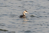 Fototapeta Do pokoju - Great Crested Grebe Floating on Water