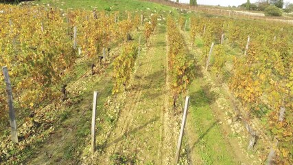 Sticker - Vignes de Saint-Émilion en Gironde, vue aérienne