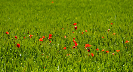 Wall Mural - Coquelicots dans un champ de céréales à Chichilianne, France