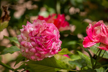 Beautiful macro Pink natural flower