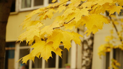 Wall Mural - yellow autumn leaves