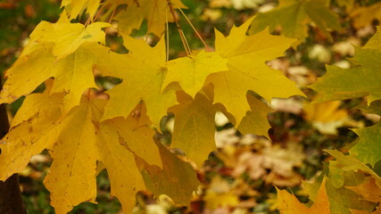 Wall Mural - yellow autumn leaves