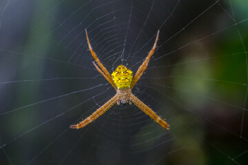 spider on the web