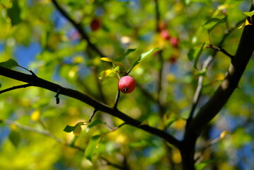 Wall Mural - red berries on a tree