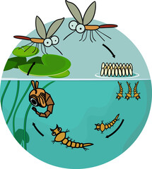 Wall Mural - Mosquito life cycle. Sequence of stages of development of mosquito from egg to adult insect in the pond