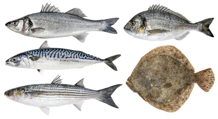 Wall Mural - Fresh sea fish. Isolated set on a white background. Sea bass, dorado, mackerel, mullet, turbot