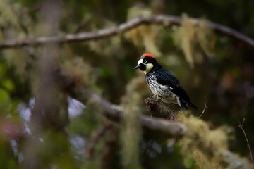 Wall Mural - Acorn Woodpecker - Melanerpes formicivorus medium-sized bird woodpecker, brownish-black head, back, wings and tail, white forehead, throat, belly and rump. The eyes are white