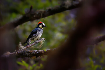 Wall Mural - Acorn Woodpecker - Melanerpes formicivorus medium-sized bird woodpecker, brownish-black head, back, wings and tail, white forehead, throat, belly and rump. The eyes are white