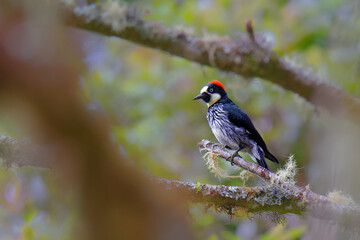 Wall Mural - Acorn Woodpecker - Melanerpes formicivorus medium-sized bird woodpecker, brownish-black head, back, wings and tail, white forehead, throat, belly and rump. The eyes are white