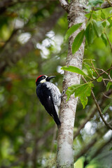 Wall Mural - Acorn Woodpecker - Melanerpes formicivorus medium-sized bird woodpecker, brownish-black head, back, wings and tail, white forehead, throat, belly and rump. The eyes are white