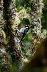 Wall Mural - Acorn Woodpecker - Melanerpes formicivorus medium-sized bird woodpecker, brownish-black head, back, wings and tail, white forehead, throat, belly and rump. The eyes are white