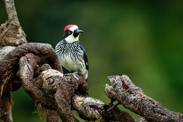 Wall Mural - Acorn Woodpecker - Melanerpes formicivorus medium-sized bird woodpecker, brownish-black head, back, wings and tail, white forehead, throat, belly and rump. The eyes are white