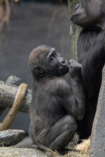 Silverback Baby Gorilla, Endangered Species, With Mother. Brookfield Zoo, Illinois Great Ape Exhibit