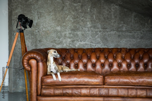 Fotografía Portrait of greyhound pet dog in beautiful Royal interior.