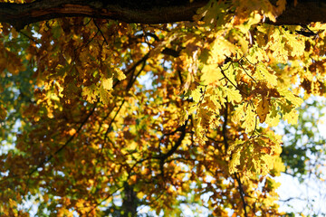 Wall Mural - Colorful autumn leaves and branches against the blue sky and sun. Season, nature, autumn card, thanksgiving, fall background concept.Copy space, selective focus..