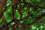 Fototapeta Lawenda - view on intertwined branches trees with green leaves