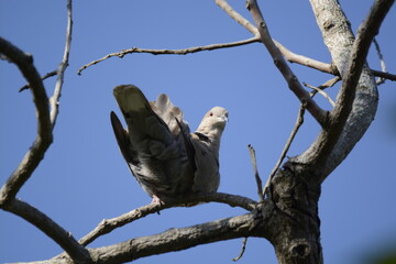bird on a branch